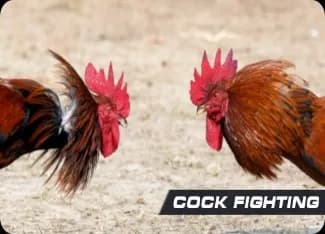 COCK FIGHTING