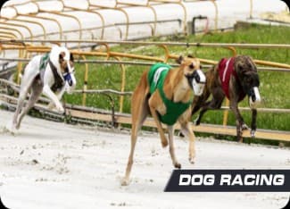 DOG RACING